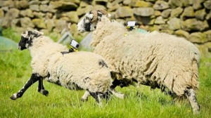 Ovejas llevarán wifi por zonas de campo